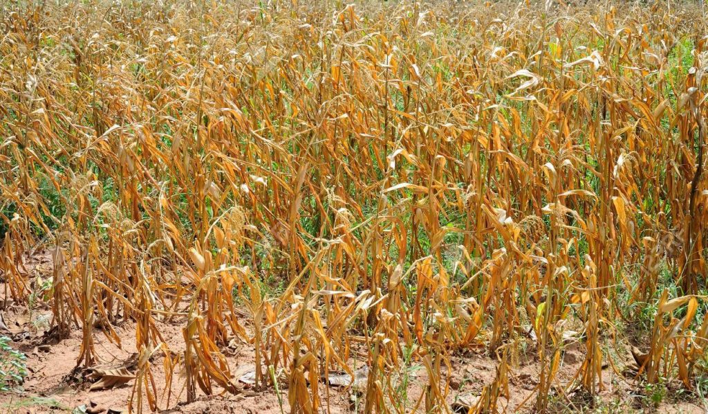monsanto muerte