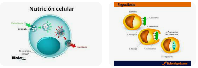 nutricion celular